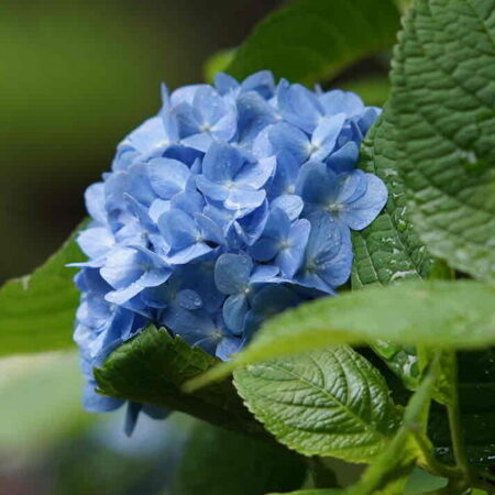 ６月の風物詩